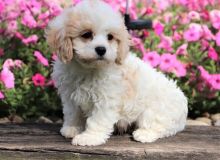 Interesting Male and female Cavachon puppes