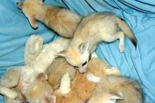 Male and female Fennec Foxes available