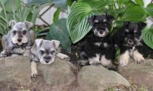 Miniature Schnauzer puppies