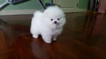 Pomeranian Puppies for Sale