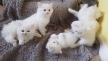 Pure White Persian Kitten Left