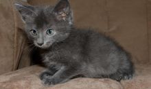 Russian blue kittens pure breed