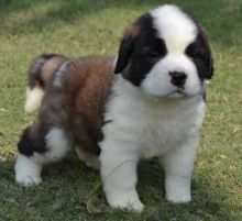 Saint Bernard puppies Ready to go.