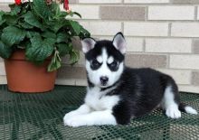 Siberian Husky Puppies With Blue Eyes