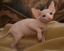 Sphynx kittens