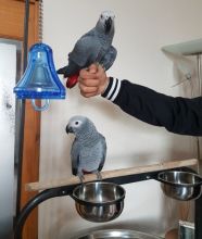 Talking african grey parrots for good homes