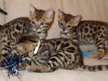 Very Cute Bengal Kittens