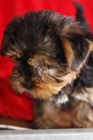 Yorkie Puppies Males & Females