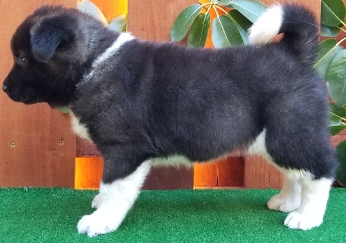 Akita Puppies ready now Image eClassifieds4u