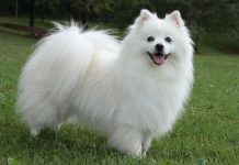 Amazing Pom Pups Image eClassifieds4u