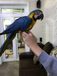 Blue and gold Macaws available Image eClassifieds4u
