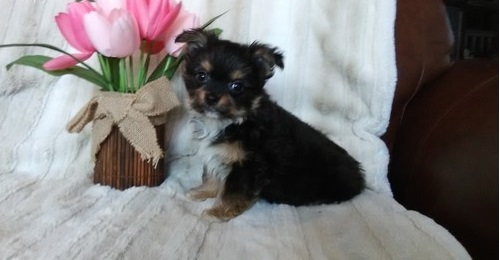 Chorkie Puppies Image eClassifieds4u