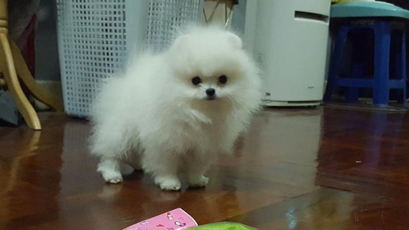 Cute Pomeranian Pups Image eClassifieds4u