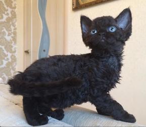 Devon Rex Kittens Available Image eClassifieds4u