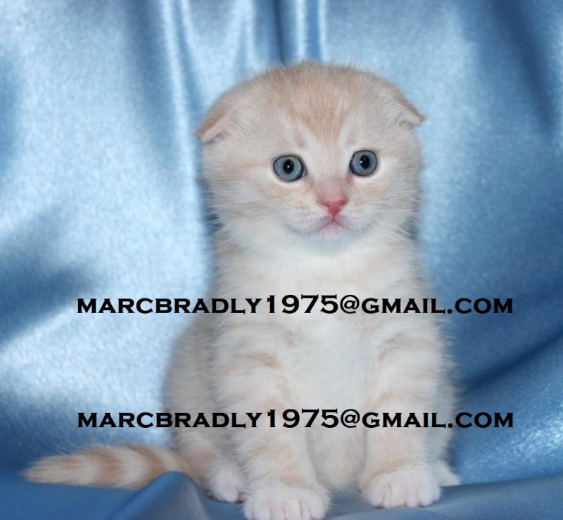 Good looking male and female British Short Hair Kittens for adoption - Image eClassifieds4u