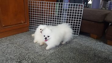 Lovely Teacup Pomeranian Puppies Image eClassifieds4u