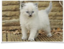 Beautiful Ragdoll Kitten Image eClassifieds4U