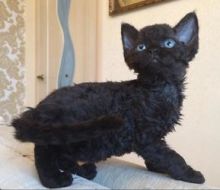 Devon Rex Kittens Available Image eClassifieds4U