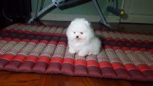 Lovely Little Pomeranian Pups Image eClassifieds4u 1