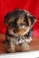 Male and Female Yorkie Puppies Image eClassifieds4u 3