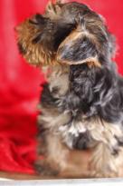 Male and Female Yorkie Puppies Image eClassifieds4u 2
