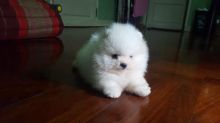 Pomeranian Pups Image eClassifieds4U