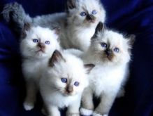 Seal Point Birman Kittens Image eClassifieds4U