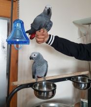 Talking african grey parrots for good homes Image eClassifieds4u 1