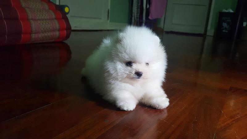 Pomeranian Pups Image eClassifieds4u