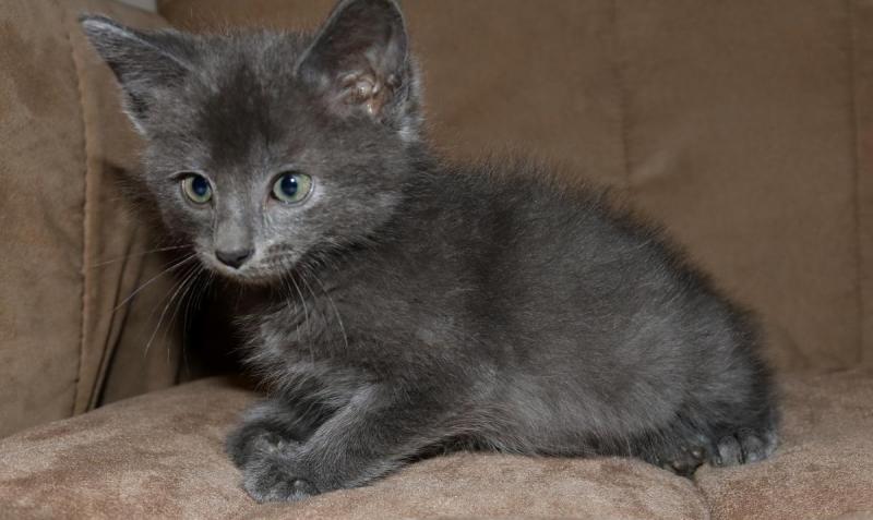 Russian blue kittens pure breed Image eClassifieds4u