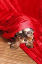 Yorkie Pups / Fully Insured