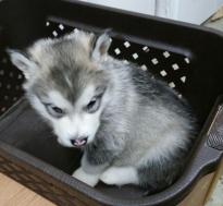 Adorable Siberian Husky Puppies