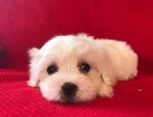 Beautiful Purebred Maltese Puppies