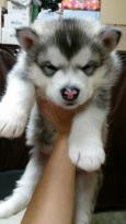 Blue Eyes Siberian Huskies Pups For Sale