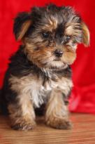 Cute and Adorable Yorkie Puppies for Adoption