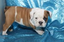 Cute English Bulldog Puppies