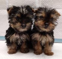 Female Teacup Yorkie Puppies Available