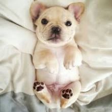 French Bulldog Puppies Available