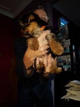 Gorgeous Tiny Yorkie Puppies For Sale