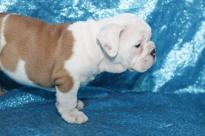 Healthy English Bulldog Puppies For Re Homing