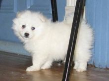 Home trained American Eskimo pups for adoption.