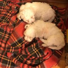 Lovely White Maltese Puppies