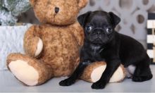 Male and female Pug Puppies