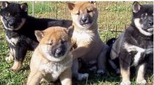 male and female Shiba Inu Puppies are here!