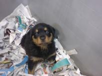 Marvelous Rottweiler for adoption