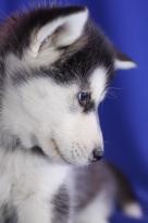 Outstanding Siberian Husky Pups