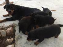 Pedigree Rottweiler Puppies