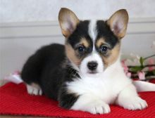 Pembroke Welsh Corgi puppies