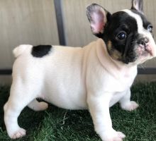 Purebred French Bulldog puppies.