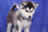 Siberian Husky for Sale